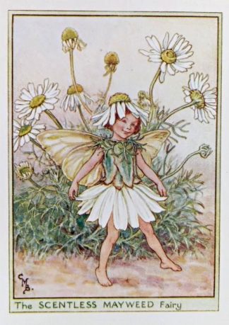Scentless Mayweed Fairy
