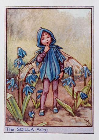 Scilla Fairy