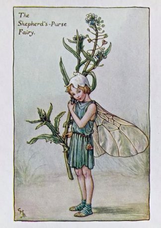 Shepherds Purse Fairy