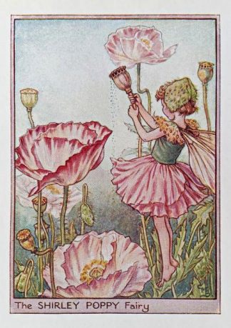 Shirley Poppy Fairy