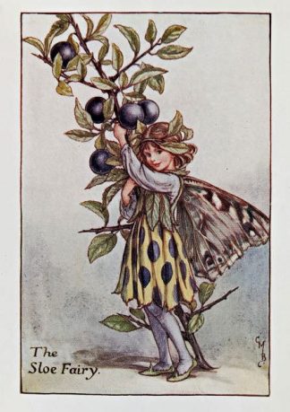 Sloe Fairy