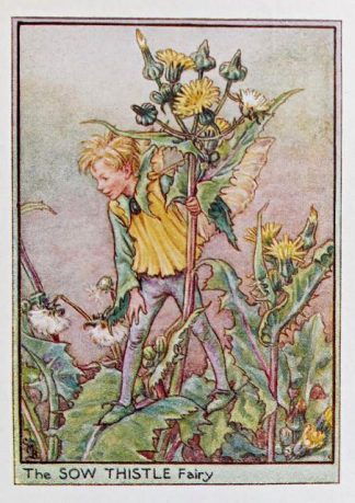 Sow Thistle Fairy