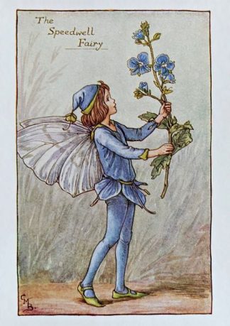 Speedwell Fairy