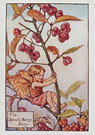 Spindle Berry Fairy
