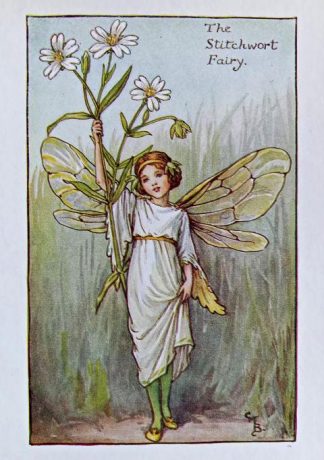 Stitchwort Fairy