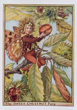 Sweet Chestnut Fairy