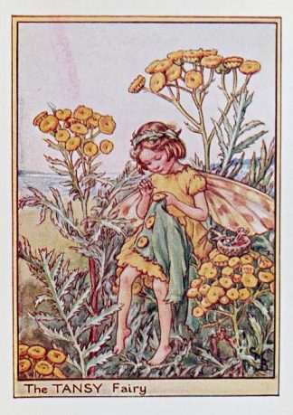 Tansy Fairy