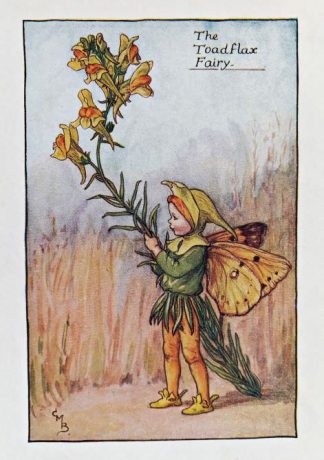 Toadflax Fairy