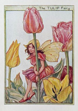 Tulip Fairy