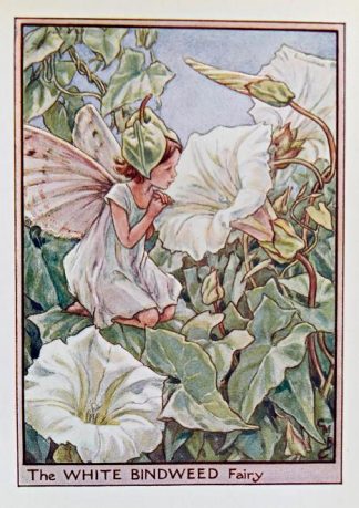 White Bindweed Fairy