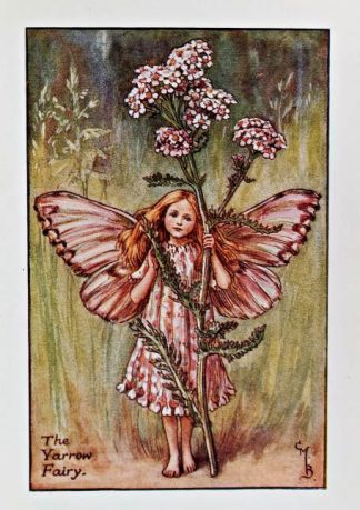 Yarrow Fairy