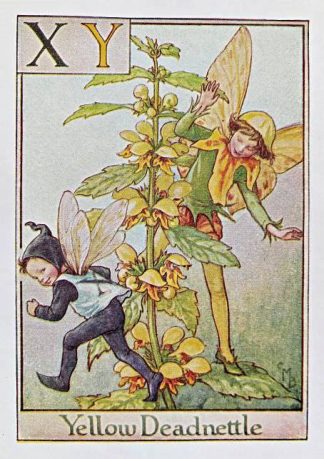 Yellow Deadnettle Fairy