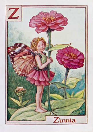 Zinnia Fairy