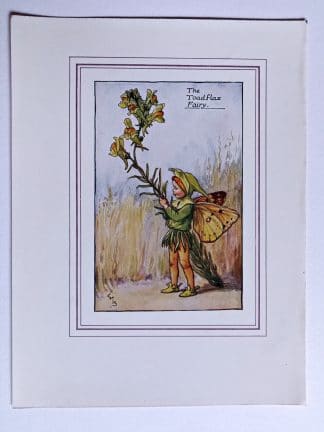 Toadflax Fairy Print