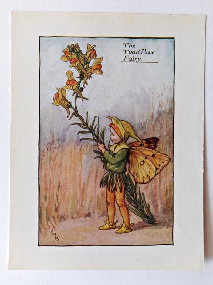 Toadflax Flower Fairy Print