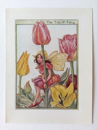 Tulip Flower Fairy Print