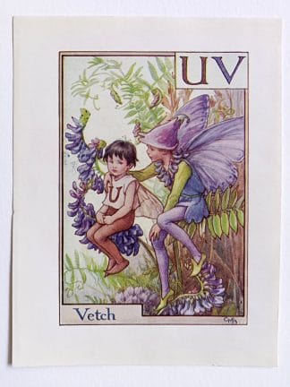 Vetch Flower Fairy Print