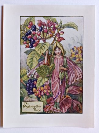 Wayfaring Tree Flower Fairy Print
