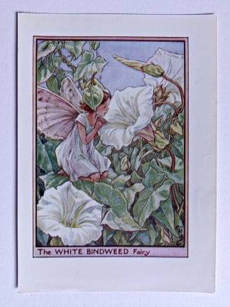 White Bindweed Fairies Print