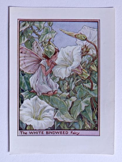 White Bindweed Fairies Print