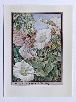 White Bindweed Flower Fairy Print