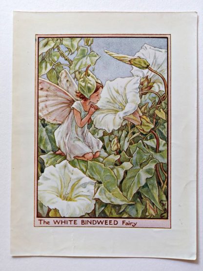 White Bindweed Vintage Fairy Print