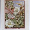 White Bindweed Vintage Flower Fairy Print