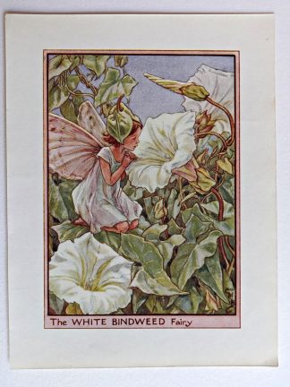 White Bindweed Vintage Flower Fairy Print