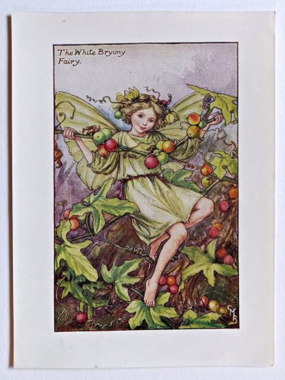 White Bryony Flower Fairy Print