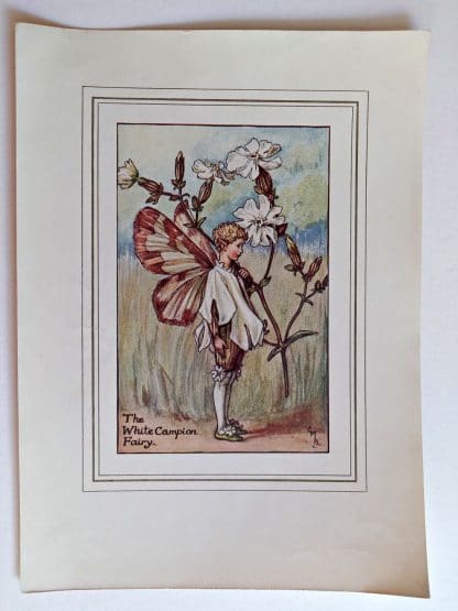 White Campion Fairies Print