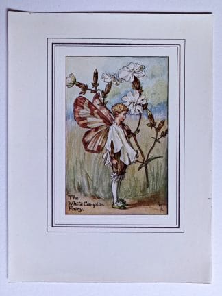 White Campion Fairy Print