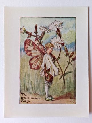 White Campion Flower Fairy Print