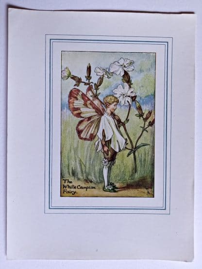 White Campion Vintage Fairy Print