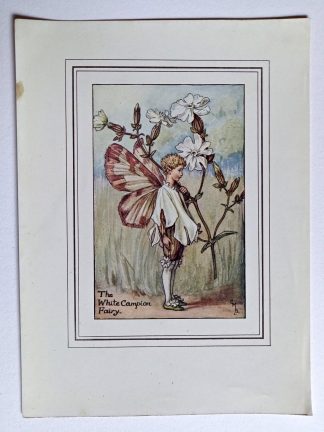 White Campion Vintage Flower Fairy Print