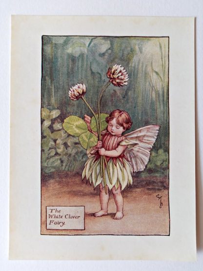 White Clover Flower Fairy Print