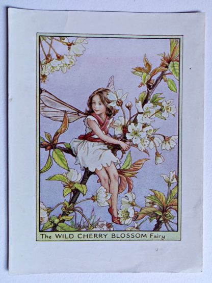 Wild Cherry Blossom Fairies Print