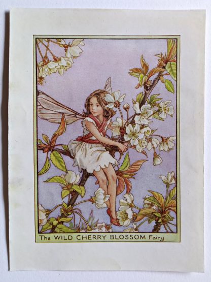 Wild Cherry Blossom Flower Fairy Print