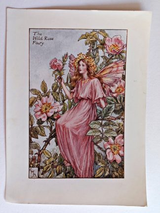 Wild Rose Fairy Print