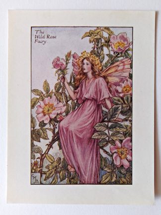 Wild Rose Flower Fairy Print