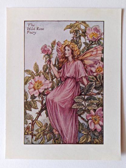 Wild Rose Flower Fairy Print