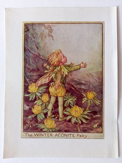 Winter Aconite Flower Fairy Print