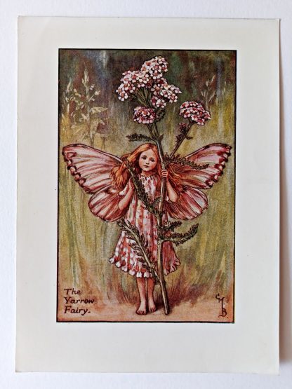 Yarrow Flower Fairy Print