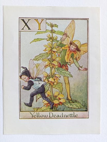 Yellow Deadnettle Flower Fairy Print